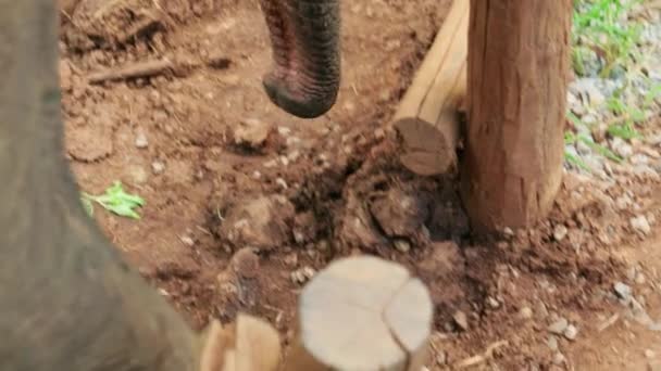Cinematic Slow Motion Wildlife Természetfilm Egy Elefánt Törzséről Közelről Dzsungel — Stock videók