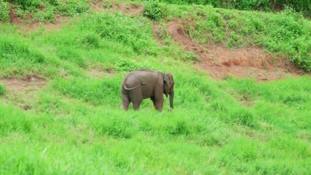 Cinematic Slow Motion Wildlife Természetfilm Egy Elefántról Dzsungel Közepén Chiang — Stock videók