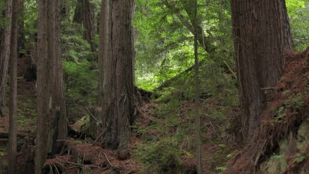 Büyük Sur Sekoya Ormanının Ortasında Çam Iğnesi Orman Zemini — Stok video