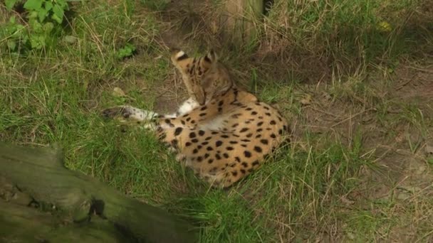 Serval Cat Resting Grass Zoom — Stock Video