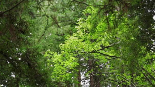 Zonneverlichte Bomen Big Sur Redwood Bos — Stockvideo