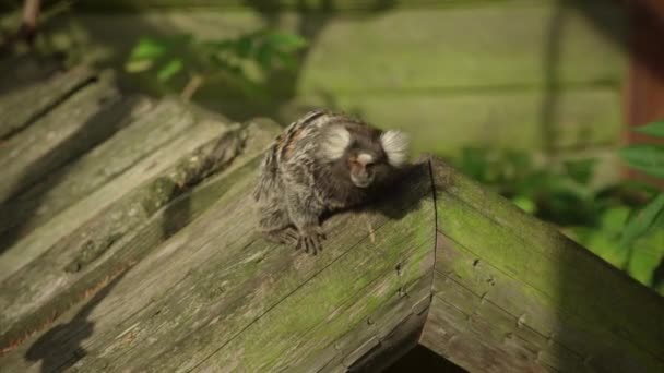Apró Selyemmajom Brazil Majom Egy Állatkertben Közelíts — Stock videók