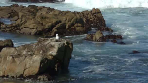 Solo Seagull Skalách Carmel Beach — Stock video