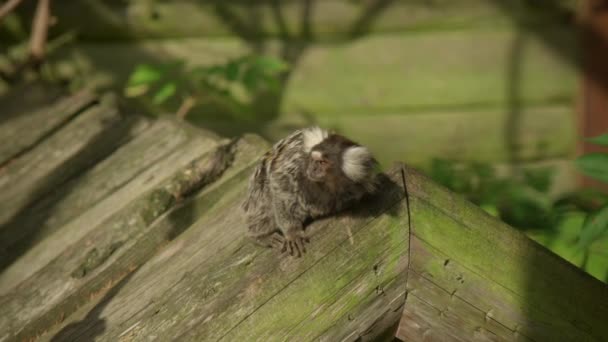 動物園で小さなマーモセットブラジルの猿は自分自身を引っ掻いて ズームイン — ストック動画
