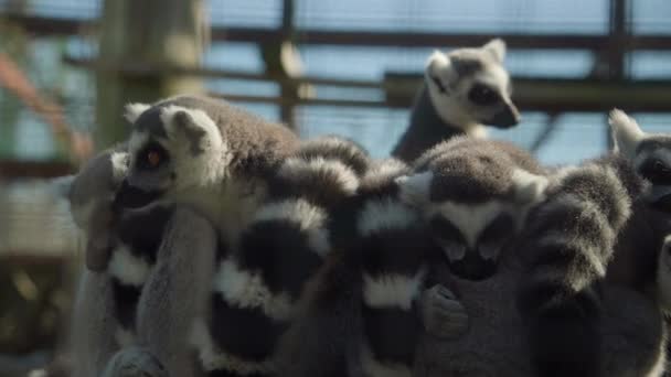 Cute Ring Tailed Lemurs Cuddling Zoo Close — Stock Video