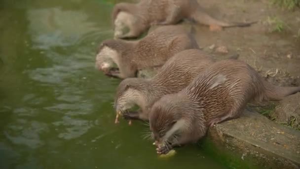 Otters Eten Kippenvlees Dierentuin Voeden Sluiten — Stockvideo