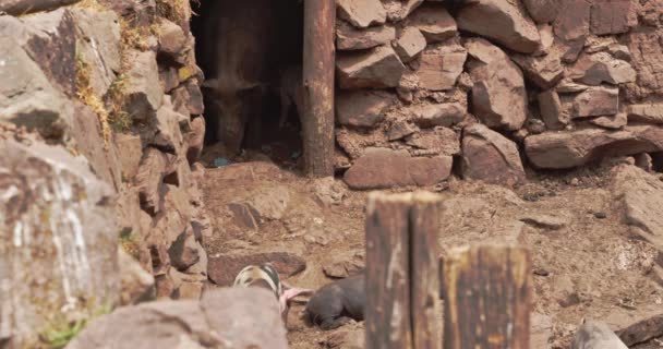 쿠스코 은신처를 출입하고 돼지들 — 비디오