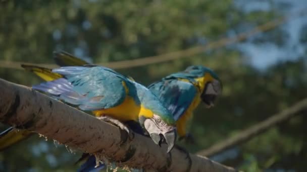 Şirin Sarı Mavi Papağanlar Bir Dalda Yemek Yiyor — Stok video