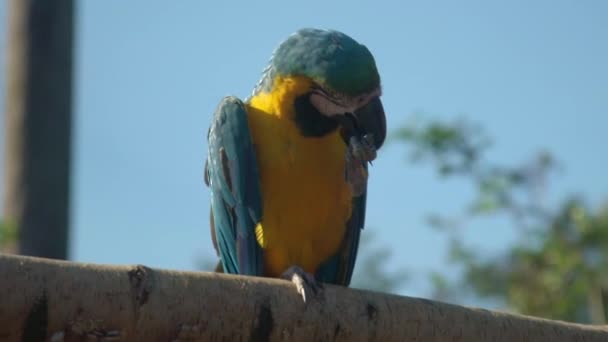 Pássaro Papagaio Arara Amarelo Azul Bonito Comendo Ramo — Vídeo de Stock