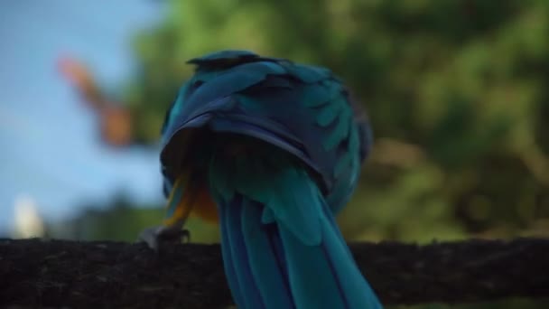 Uccello Pappagallo Vibrante Giallo Blu Dell Ara Che Cammina Ramo — Video Stock