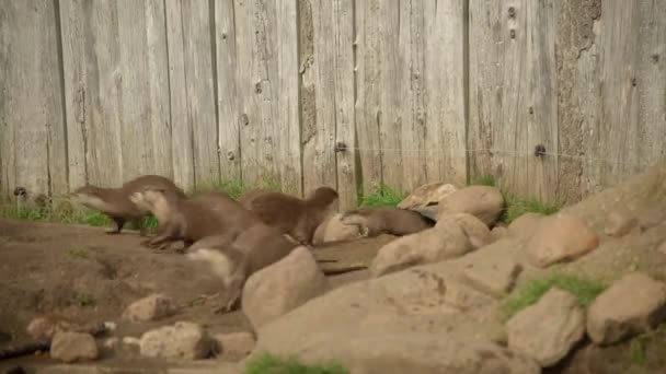 Otters Rennen Rond Een Dierentuin Sluiten — Stockvideo