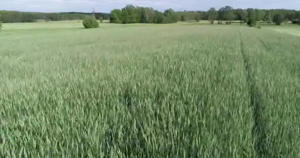 无人机飞越绿色天然有机耕地 在农村种植玉米 生态友好型可持续农业 — 图库视频影像