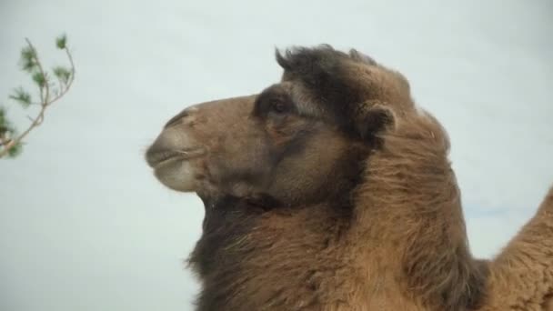 Close Cute Camel Sky Hair Blowing Wind — Stock Video
