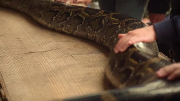在动物园里 一只手摸着一只黑虎蟒蛇在桌子上 — 图库视频影像