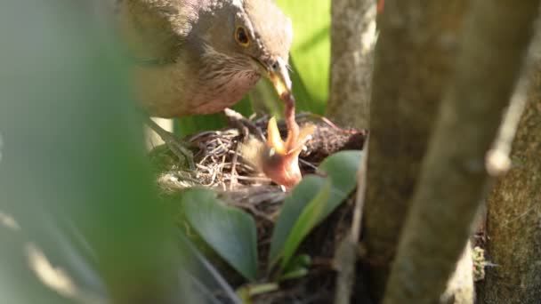 Rotbauchdrosselbaby Nest Wird Mit Regenwürmern Gefüttert — Stockvideo