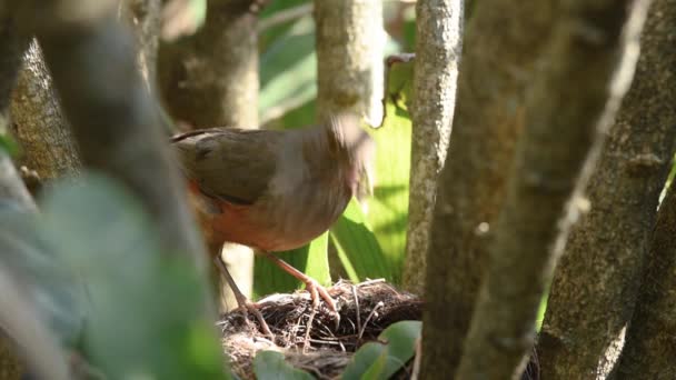 Rotbauchdrossel Ernährt Neugeborenes Nest Mit Regenwürmern — Stockvideo