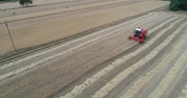 Luftaufnahme Einer Roten Erntemaschine Die Getreide Auf Großen Landwirtschaftlichen Flächen — Stockvideo