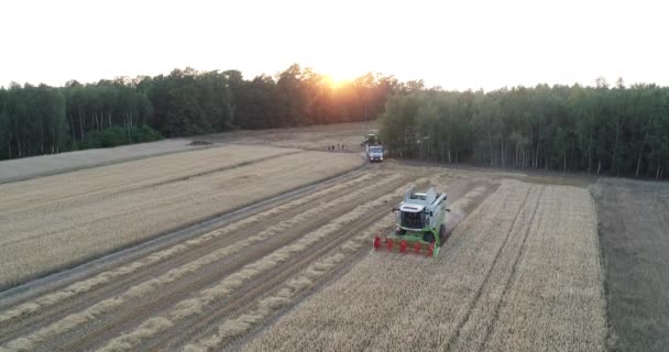 Erntemaschine Luftaufnahme Bei Sonnenuntergang Ackerland Saisonale Erntearbeit — Stockvideo