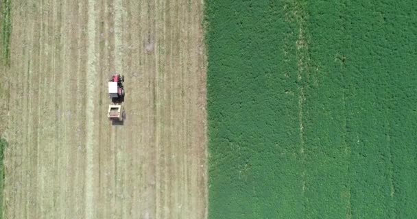 Bovengrondse Landbouwgrond Verdeeld Twee Kleuren Oogstseizoenarbeid Aan Gang — Stockvideo