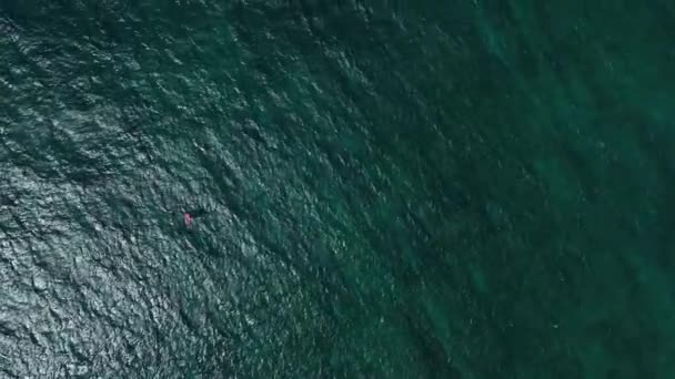 Високі Пташки Бачать Соло Вітряка Планерування Над Водами Пляжу Okipa — стокове відео