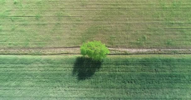 Letecký Top Dolů Pole Zemědělské Půdy Zeleným Stromem Silné Během — Stock video