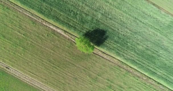 Aerial Top Minimalist View Farm Land Grass Field Green Tree — Stock Video