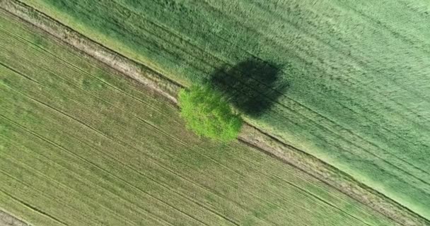 Minimalismus Letecké Záběry Stromů Zemědělské Půdě Výsadba Zelená Tráva Neznečištěná — Stock video