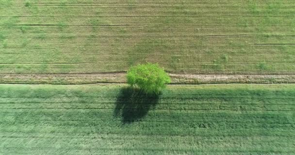 プランテーションの真ん中に大きな木のある農地の上を回転するドローンは — ストック動画