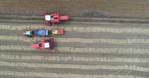 畑のプランテーションでチームとして協力しているトラクター収穫機の空中トップダウン — ストック動画