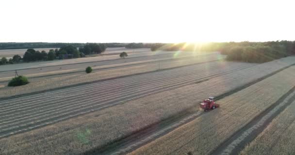 黄金の時間の間にフィールド上で作業収穫機と農業用小麦のプランテーションの空中日没ビュー — ストック動画