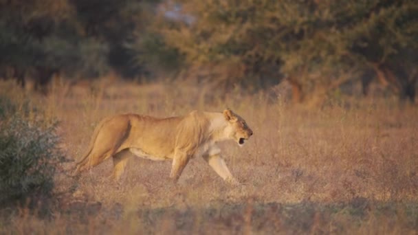 狮子在草原上行走 狮子宝宝在她身后小跑 — 图库视频影像