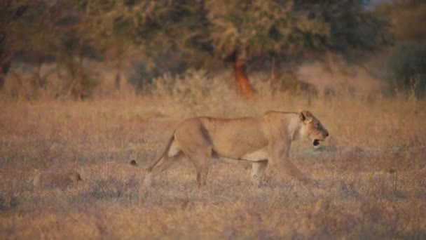 在非洲大草原 小狮子宝宝在它没有狮子的母亲身后小跑 — 图库视频影像