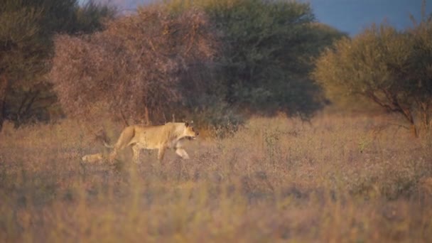 Lwica Jej Słodkie Małe Młode Spacerujące Afrykańskiej Sawannie Zmierzchu — Wideo stockowe