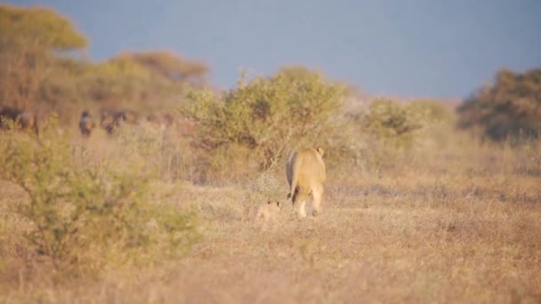 狮子宝宝和新生的可爱狮子宝宝在干枯的非洲草原灌木丛中行走 — 图库视频影像