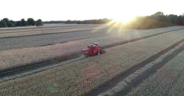 Luftaufnahme Von Sonnenuntergang Traktor Arbeitet Einem Weizenfeld Farm Plantage Während — Stockvideo