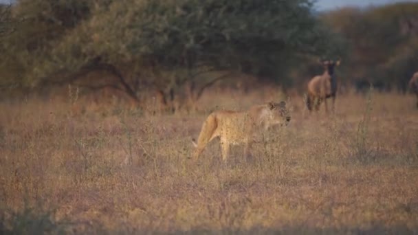 Lwica Jej Młode Spacerujące Savannah Oglądane Przez Ostrożną Antylopę — Wideo stockowe