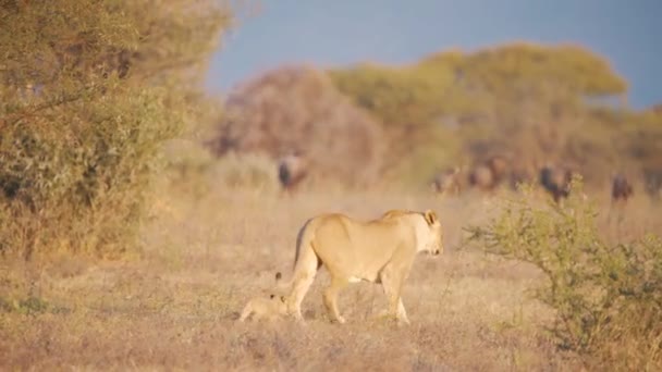 Lioness Her Cub Walking Savannah Startling Wildebeest Herd — Stock Video