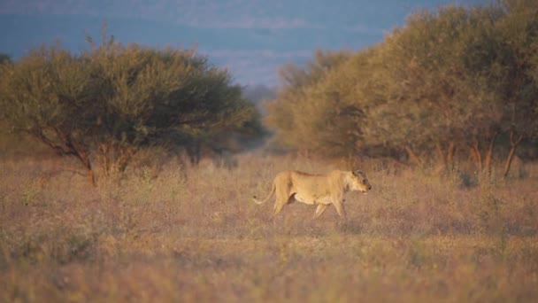 Lioness Her Small Cub Marching Savannah Grass Dusk — Stock Video