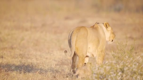 Leeuwen Wandelen Savanne Met Zijn Welp Draaien Kijken Camera — Stockvideo