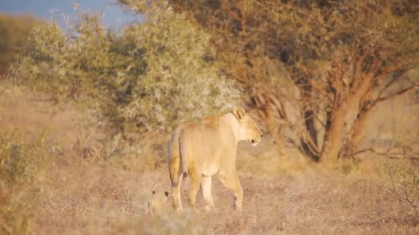 狮子和她的小宝宝在萨凡纳散步 停下来环顾四周 — 图库视频影像
