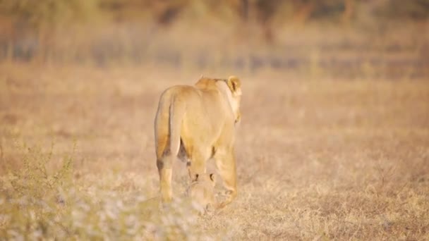 狮子和她可爱的小宝宝在干枯的非洲草原草丛中独自行走 — 图库视频影像