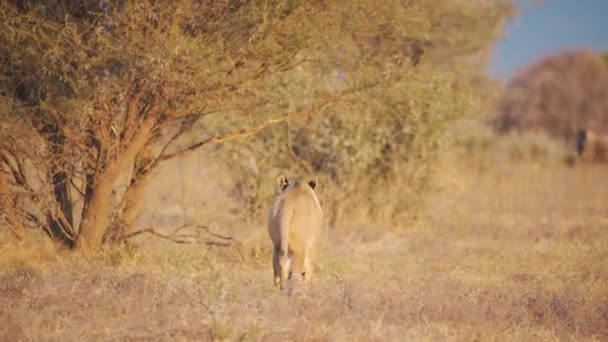 Tylny Widok Lwicę Jej Młode Spacerujące Savannah Kierunku Dzikich Zwierząt — Wideo stockowe