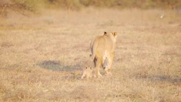 狮子座和可爱的狮子宝宝在干枯的非洲草原上散步 — 图库视频影像
