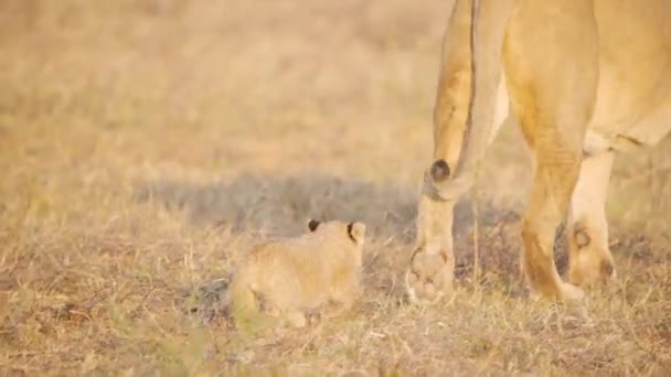 Mignon Lion Ourson Maladroitement Trotter Derrière Mère Lionne Dans Savane — Video