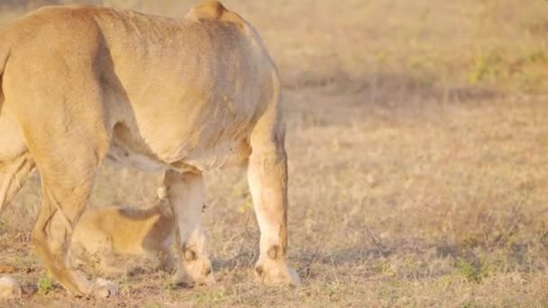 Schattige Leeuwenwelp Nadert Voorzichtig Zijn Moeder Loopt Dan Weg — Stockvideo