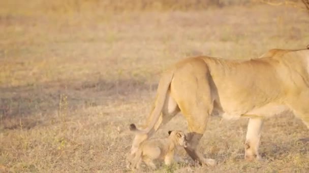 Lindo Cachorro León Trotando Cerca Madre Leona Sabana Africana — Vídeos de Stock