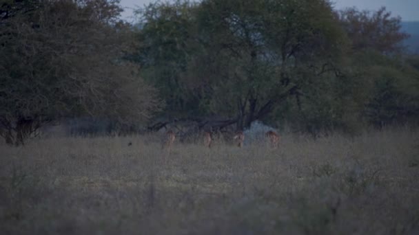 アフリカのサバンナの木の下のインパラカモシカの群れの放牧夕暮れ時 — ストック動画