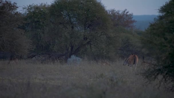 伊兰羚羊在非洲大草原吃草 黄昏时有树 — 图库视频影像