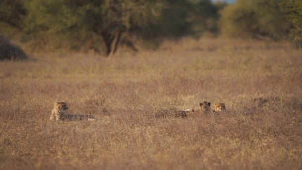 Tre Geparder Som Hviler Afrikansavannen Ved Skumringen – stockvideo