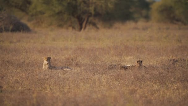 Drei Geparden Die Der Abenddämmerung Der Afrikanischen Savanne Liegen Und — Stockvideo